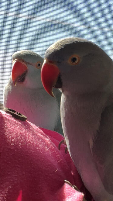 indianringneck