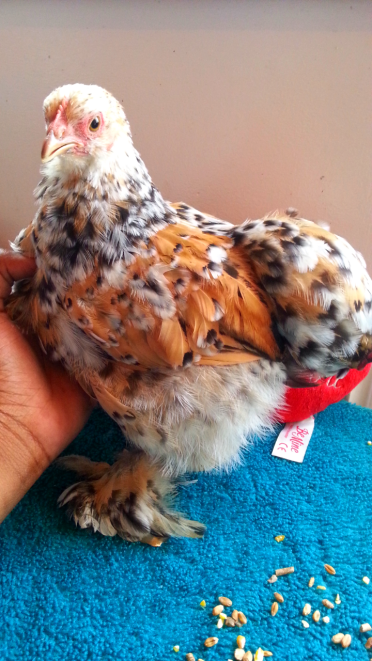 mein Millefleur Pekin Bantam Pullet ♡♡
