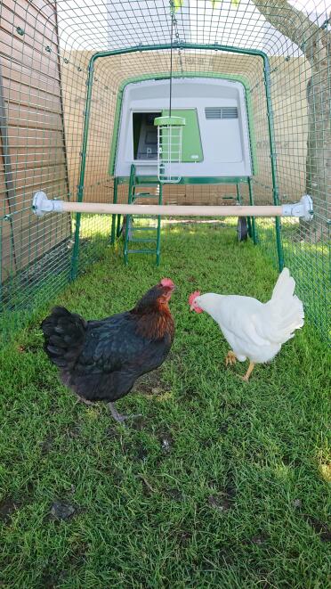 The Omlet chicken perch is a great addition to our chicken coop.