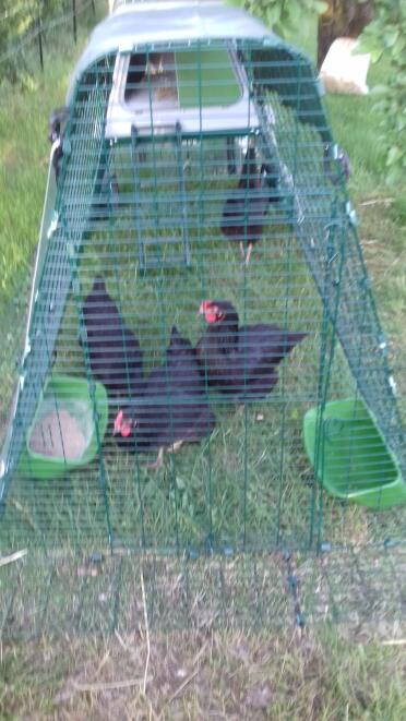 Hen house Eglu up Go with 1m extension and my 4 hens 