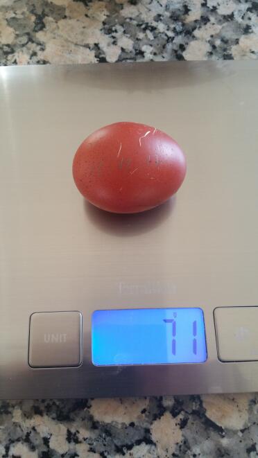 Marans-hühner, etwas anderes als batterieeier. 