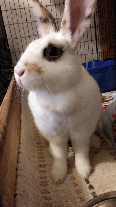 Rabbit