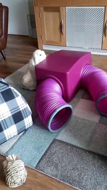 Rupert inspecting his new toys. he loves it!