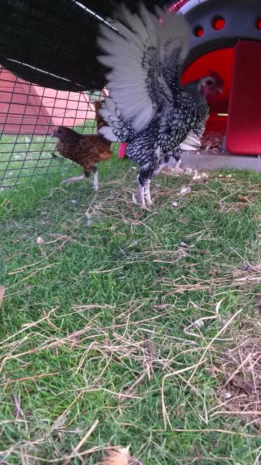 il mio cockeral di Sebright