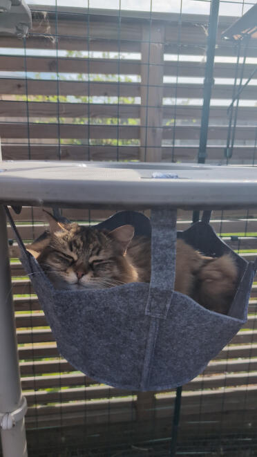 She lives in this hammock now :)