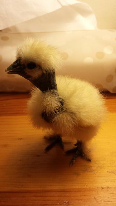 Baby Ru Paul