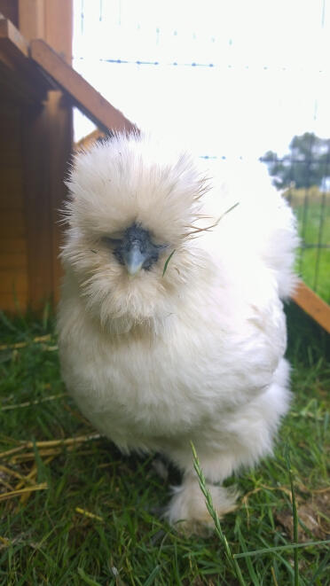 Hallo!