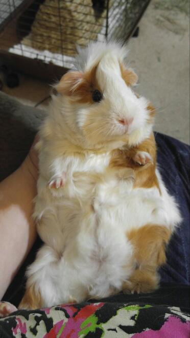 Sophie ist ein glückliches schweinchen!
