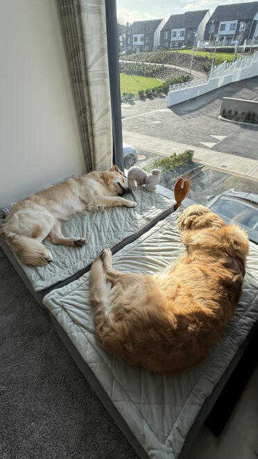L'endroit le plus confortable de la maison !