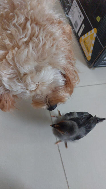 My chick and my dog playing