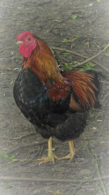 Wyandotte chickens have gorgeous feathers!