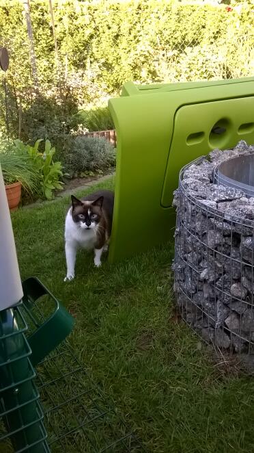 Katze hilft auch beim Aufbau des neuen Stalls mit