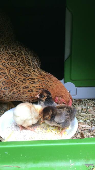 What sweet little chicks!