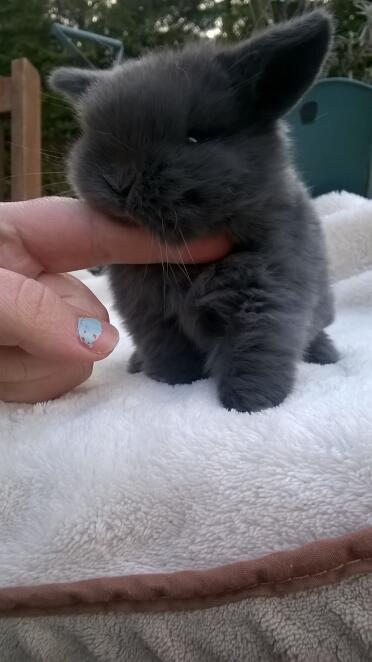 3 Wochen alte selbstblaue Mini Lop Buddleia Hasen