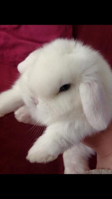 BEW Mini Lop Buddleia Hasen
