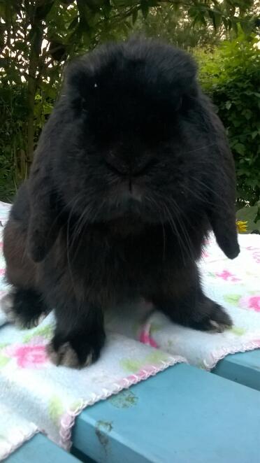 mini dollaro lop nero! 