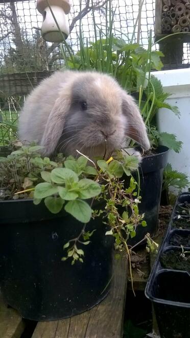 Blauer Harlekin Mini Lop Buck - Buddleia Hasen