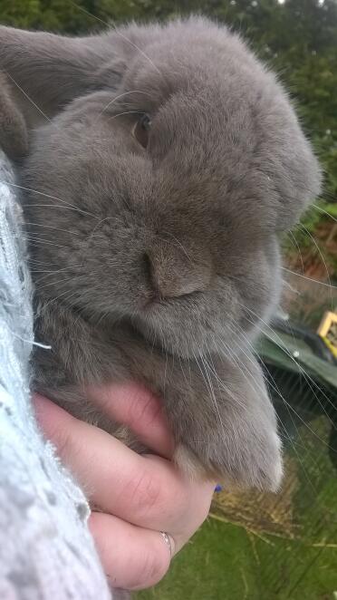 lila Mini-Lop-Männchen, die ein Kuscheln genießen