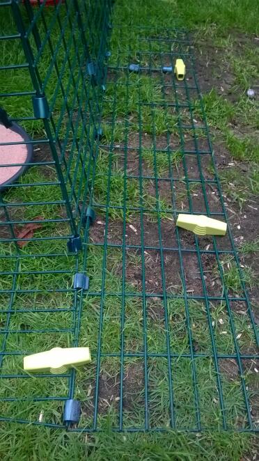 Omlet pioli a vite