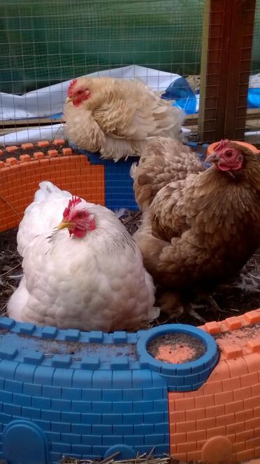 3 galline