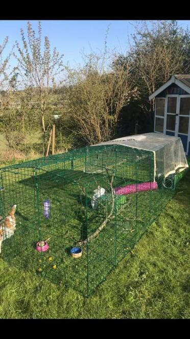 Happy home for the bunnies