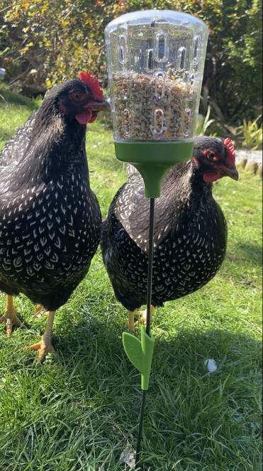 Babette and Laska enjoying using their first peck toy :)