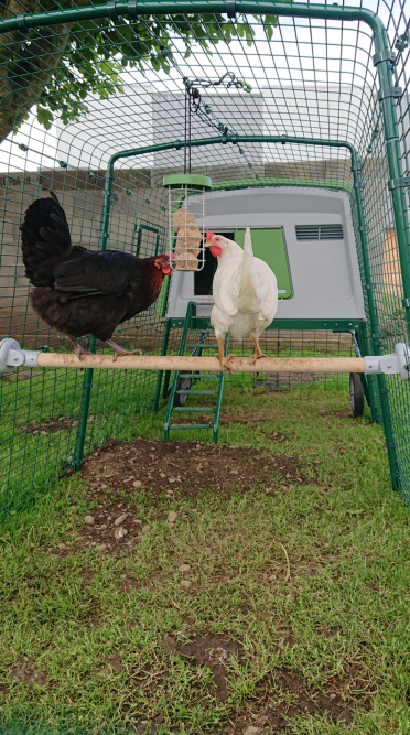 Chickens on Omlet Universal Chicken Perch in Eglu Cube Large Chicken Coop and Run