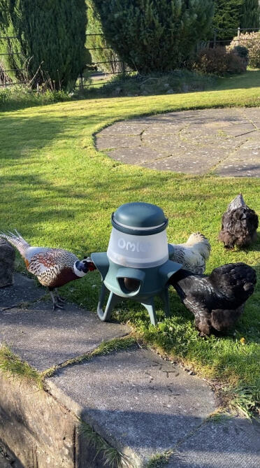Seems our chickens have a guest over for dinner 😊