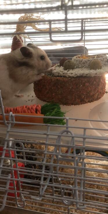 Hamsters make such adorable pets!