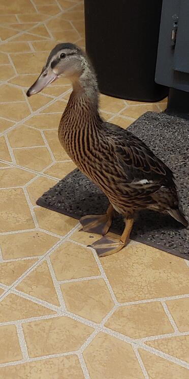 My rescue Mallard, Omlet, which I named after this website