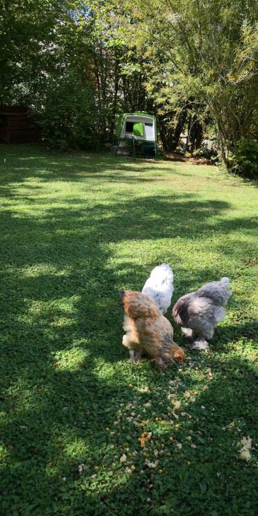 Chickens love the Omlet Cube