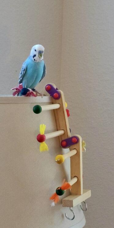Rumi loves their gym toy.