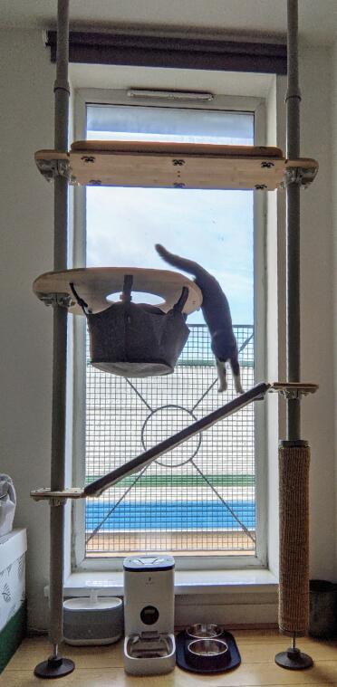 Kitten loves her new playground