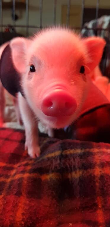 Our lovely little piggie sprite, at 3 weeks old. 