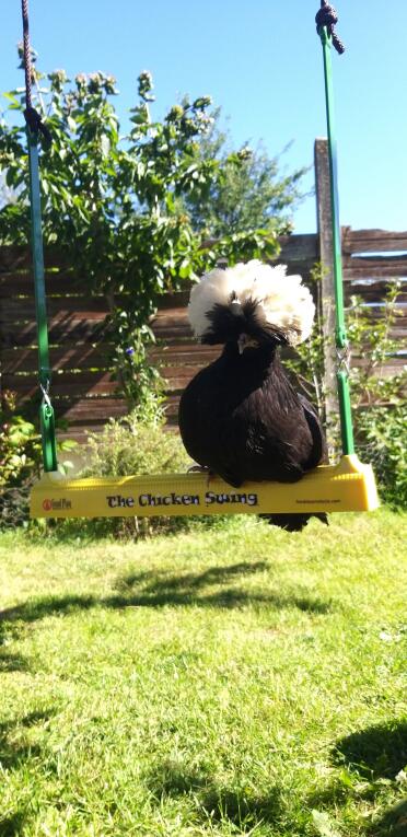 What a happy chicken perched on their swing!