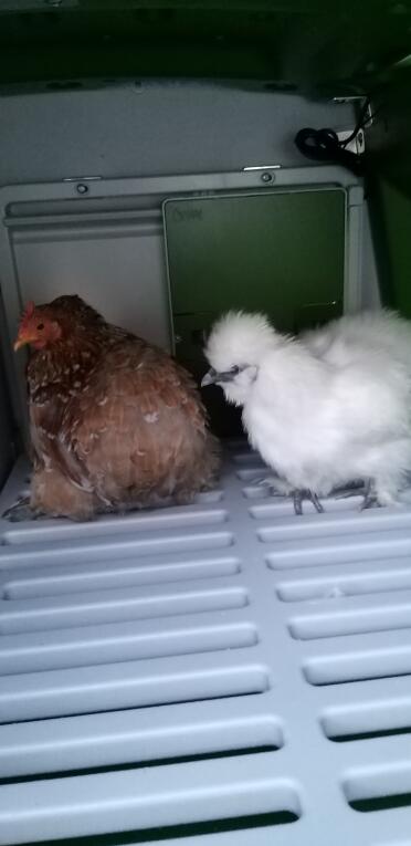 There is plenty of room for these chickens inside the cube!
