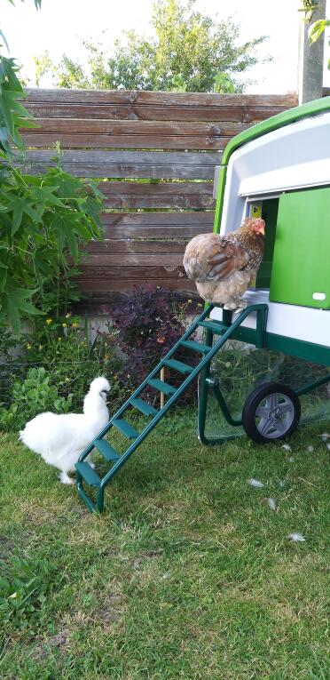 This chicken is happy heading in to their home!