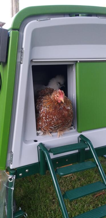 These chickens are cosy safely inside their home!
