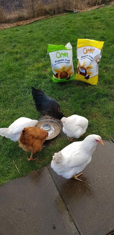 Peckin' marvellous ! 