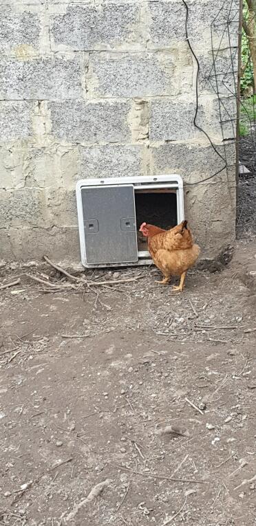 An Omlet autodoor opener installed on a breeze block wall.