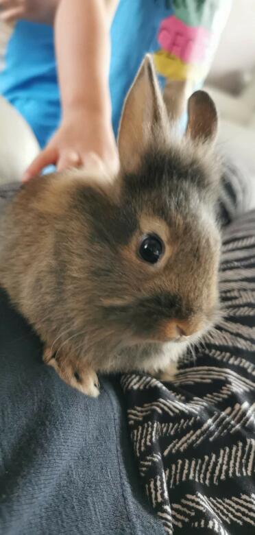 Rabbits make for a cute pet