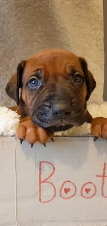 Puppies have the cutest eyes