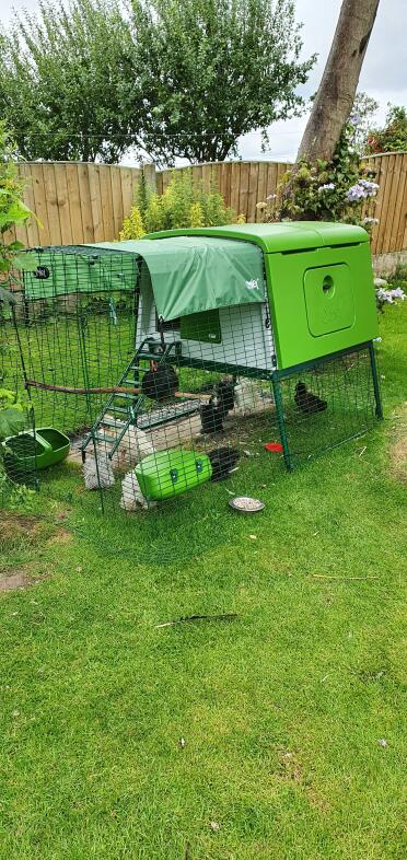 Chicks enjoying their new home