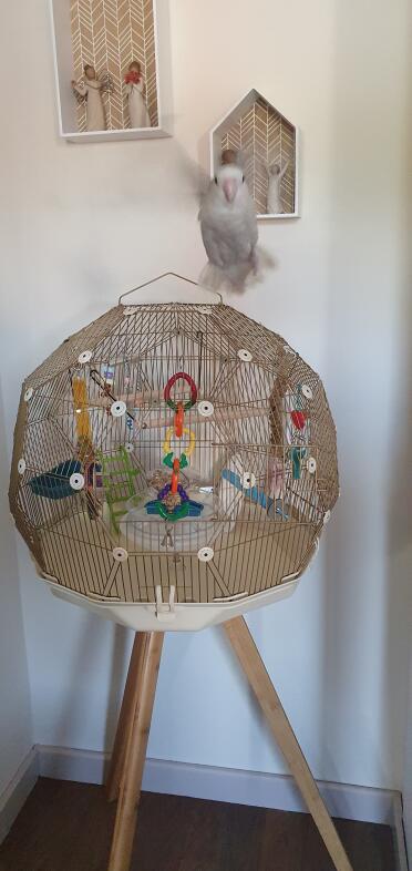 Larry taking off from his new Geo Cage