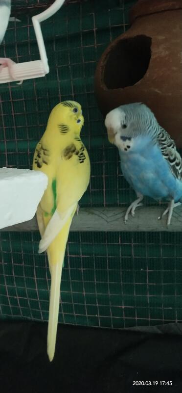 Do you recon these two are love birds?