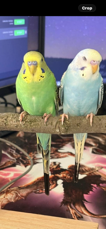 My new babies Casey ( blue )(Charlie (green)