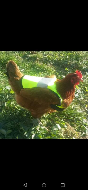 A safe chicken