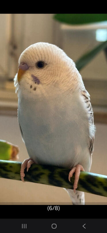 Female or male