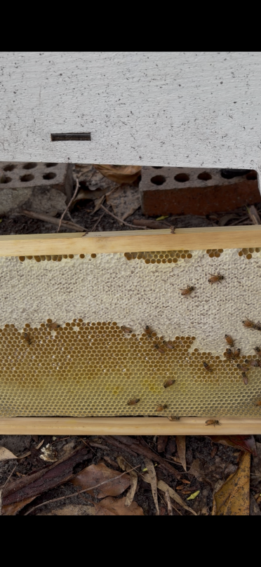 We have lots of beetles, and i believe magGots in the tray. is this a normal looking frame? i just can’t see any lavrea 