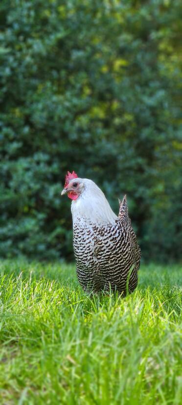 Chicken in garden